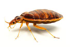 For comprehensive pest removal in one treatment! Bed Bug Control Jacksonville Fl Orange Park Busy Bee