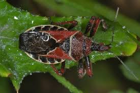 Assassin Bugs Texas Search In Pictures Cats Cat Care Purrfect