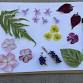 12-16-2025  Horticulture in Arts and Crafts event image