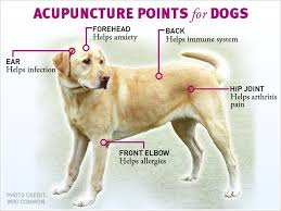 B Dog B Acupressure Chart And B Pressure B Animal Reiki Acupuncture Points Acupuncture