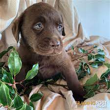 Our dogs live in clean, spacious kennels and are provided with the highest quality care. Chocolate Labrador Puppies Available Now