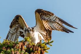 While some of these tales are heartbreaking, they remind us humans that we play a role in the health of raptors and the world we share. Birds Of Prey Returning To Swan Lake Victoria News
