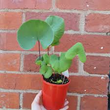 Image result for Utricularia tortilis