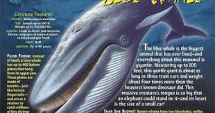 Blue Whale Blue Whale Whale Big Animals