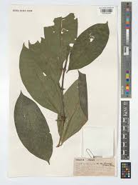 Image result for Oxyanthus speciosus