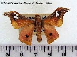 Image result for Monotes glaber