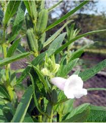 Image result for Sesamum