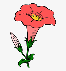 Morning glory is a semiaquatic plant that grows in water or damp soil and is from the same family as water spinach. Morning Glory Clipart Morning Glory Flower Clip Art Transparent Png 567x800 Free Download On Nicepng