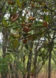 Image result for Aspidoglossum nyasae