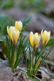 Spring Yellow Crocus Bloom In Vermont Blank Notecard Bitki Cicek Bahcesi Cicek