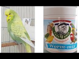 Muhabbet Kuslarina Ic Parazit Uygulamasi Wormix Dutch Youtube