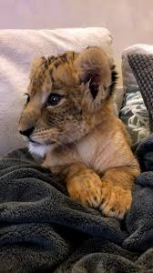 Pin On Lions