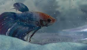 Bettas typically live in what's called blackwater environments where the in aquariums, many betta owners have come home to find their fish on the carpet. Best Betta Fish Tank Which One Is The Coolest Aqua Movement