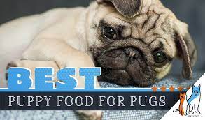 Check spelling or type a new query. 8 Best Pug Puppy Foods With Our 2021 Pug Feeding Guide