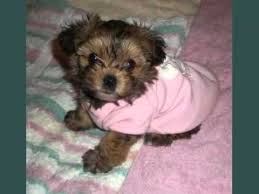 There are many mixes similar to the yorkipoo. Yorkie Poo Puppies For Adoption Cheap Online