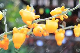 Image result for Solanum mammosum
