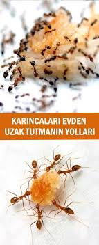 Karincalari Evden Uzak Tutmanin Yollari Karinca Ilaclari Yeme Icme Iyi Fikirler