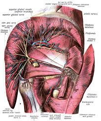 The common iliac vein (created by the union of the internal and external iliac veins) forms in the abdomen. Superior Gluteal Veins Wikipedia