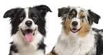 Australian Shepherd Border Collie Mix (Vet Reviewed) – The ...
