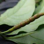 Image result for Gnetum africanum
