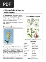 Image result for Pilea sublucens