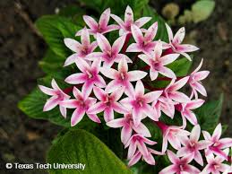 Image result for Pentas herbacea