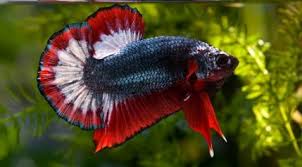 Www.etsy.com/shop/beezeeart?se… or you can buy he pattern to make your own. 37 Types Of Betta Fish Breeds Patterns Colors Tails With Pictures It S A Fish Thing