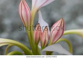 Image result for Crinum macowanii