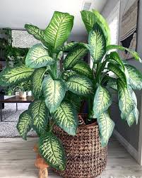 Olivra Homedecor In 2020 Plants House Plants Indoor Indoor Plants