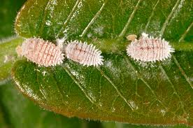 Image result for Mealybug cucumber