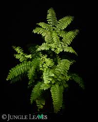 Image result for Adiantum hispidulum