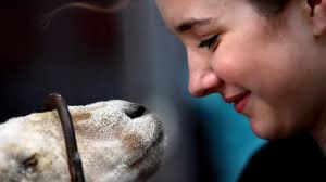 Primping "Wooliam": Sheep looking sharp for San Angelo stock show