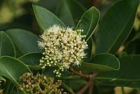 Image result for Syzygium komatiense