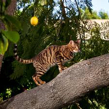 We are exotic kittens breeders and we breed bengal kittens for sale, serval kittens for sale we support wildlife conservation projects through afa. You Thought Your Cat Was Fancy The New York Times