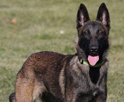 Black Bear Diner Moreno Valley California Pet Talk Belgian Malinois Owners Breeders Concerned About Impact Of Movie Max Personal Protection Dog Belgian Malinois Malinois