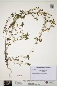 Image result for Parietaria debilis