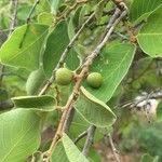 Image result for Bridelia mollis