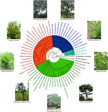 Image result for Millettia bussei