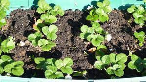 For strawberries being treated as annuals, pick off the flowers for the first month so the plant has time to grow strong and sturdy. Free Plant Identification Plants Plant Identification Garden Answers