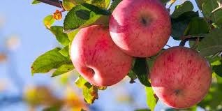 Sometime during the 18th century, the jonathan quickly became one of the most popular american apples to grow. Fruit Trees A Selection Of Apricot Apple Cherry Peach Pear And Plum Trees Arbor Day Foundation Buy Trees Rain Forest Friendly Coffee Greeting Cards That Plant Trees Memorials And Celebrations