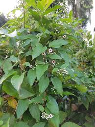 Each flower is about an inch across and waxy in appearance. Five Facts Skunkvine In Florida Florida Museum Science