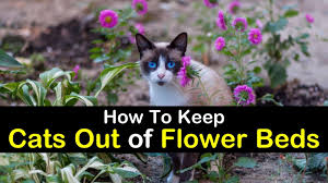Maybe you would like to learn more about one of these? 7 Clever Ways To Keep Cats Out Of Flower Beds