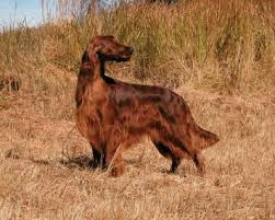 Just want to take some footage before he grows up. Irish Setter Dog Breed Profile Petfinder