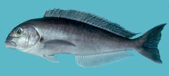 Image result for Toddaliopsis