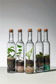 Used Glass Bottles Terrarium Bottle Garden Bottle Terrarium Terrarium Plants