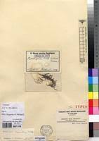 Image result for Helichrysum argyranthum