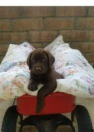 Labrador retriever puppies for adoption near me. Labrador Puppies For Adoption Near Me The Y Guide