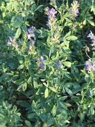 Image result for Medicago sativa