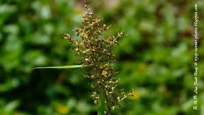 Image result for Scleria rehmannii