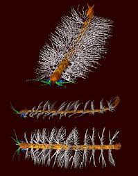 Image result for Arthropteris anniana